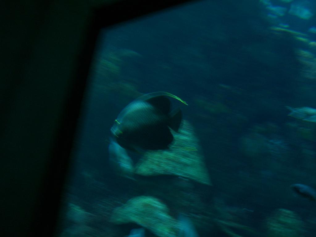 Aquarium 015.JPG